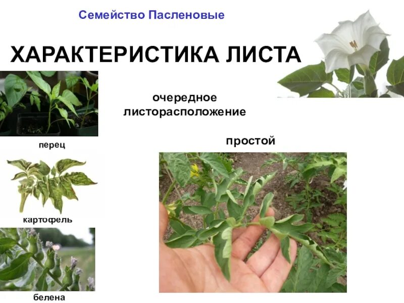 Особенности внешнего строения пасленовых. Семейство пасленовые листья. побег пасленовых. стебель пасленовых. пасленовые листья черешковые.