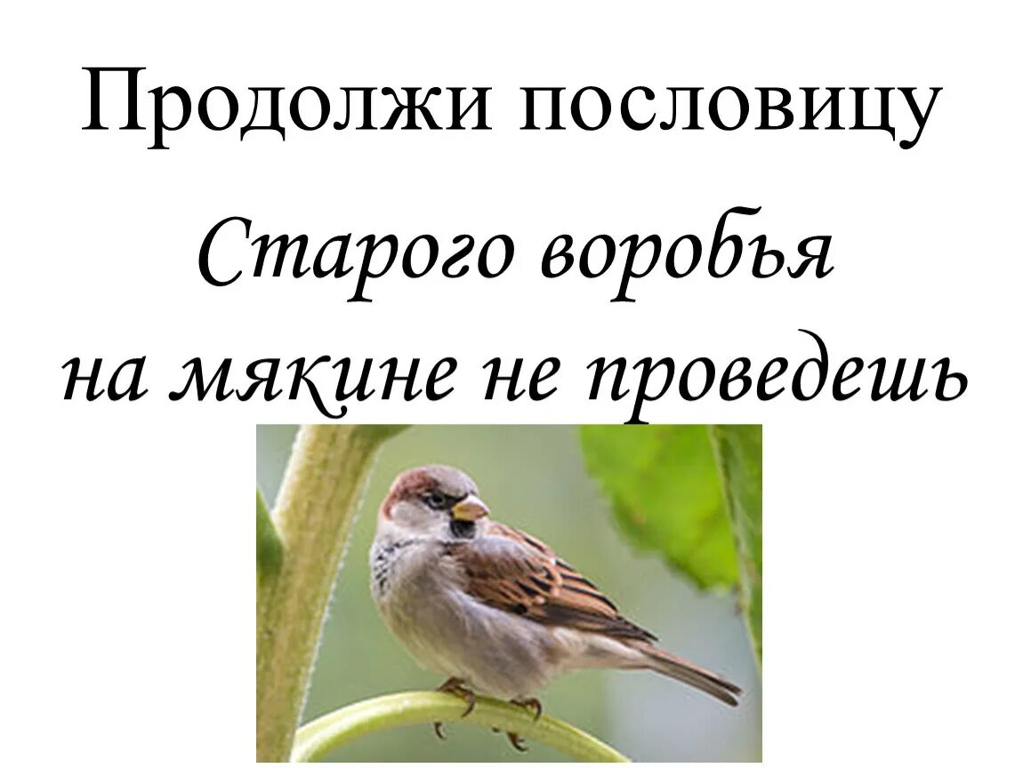 Пословица воля птичке дороже. Воробья на мякине не проведешь. Старого воробья. Старого воробья на мякине. Старого воробья на мякине не.