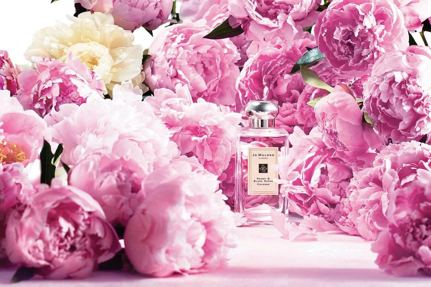 Джо Малон пион. Пионы blush Jo Malone-. Jo Malone Peony blush Suede. Диор пион. 101 розовый пион