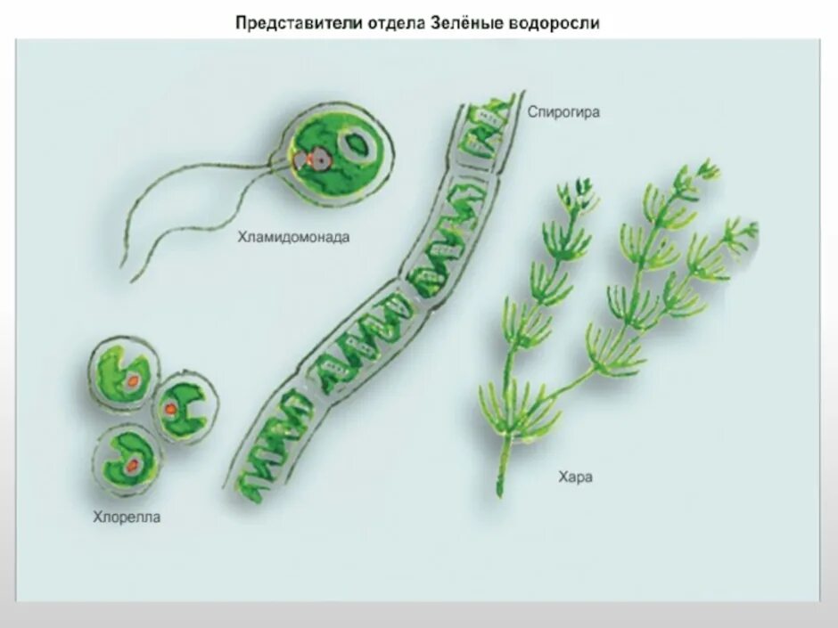 Хламидомонада и спирогира. Chlorophyta отдел зелёные водоросли. Зелёные водоросли биология 7 класс. Улотрикс строение. Строение многоклеточных водорослей.