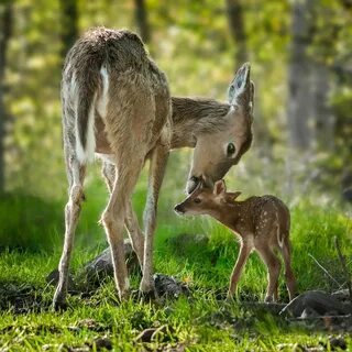 Животные wildlife