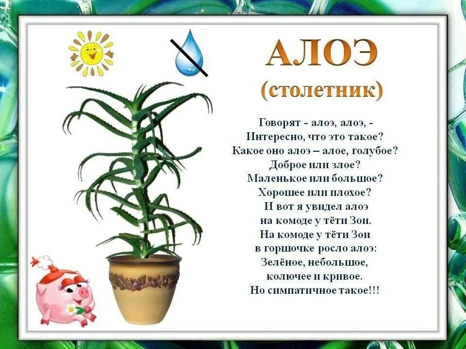 Алоэ слово