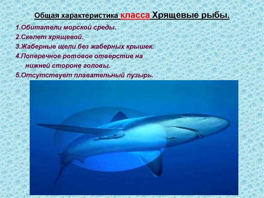 Особенности класса хрящевые рыбы. Хрящевые рыбы. Характеристика класса хрящевые рыбы. Общая характеристика хрящевых рыб. Общая характеристика хрящевых.