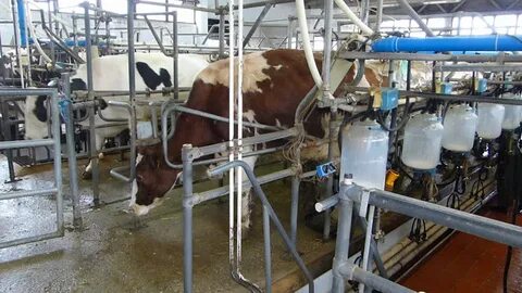 Milking farm