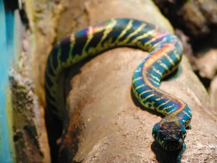to my California Red-sided Garter Snake ... Garter snake, Pet snake, Cute snake