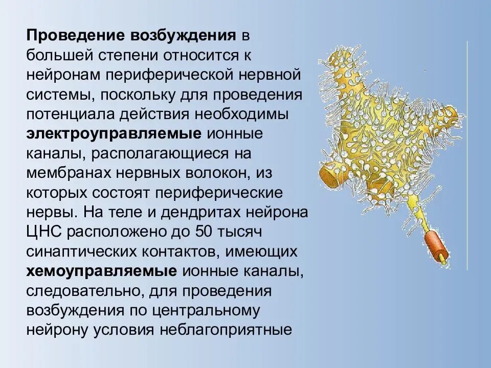 Возбудимость нейрона. Проведение возбуждения от нейрона к нейрону. проведение возбуждения в нервной клетке. последовательность возникновения возбуждения в нервной клетке.. механизм возбуждения нейронов.