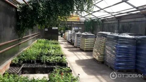 Садовый центр красная нива интернет