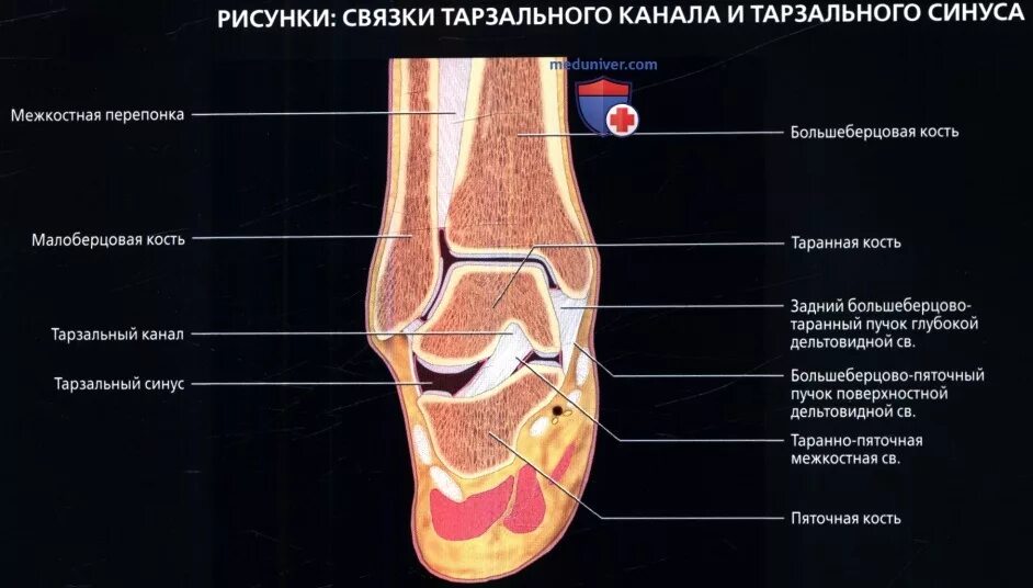 Тарзальный канал. Таранный синус голеностопного сустава. тарзальный синус анатомия. тарзальный канал анатомия.