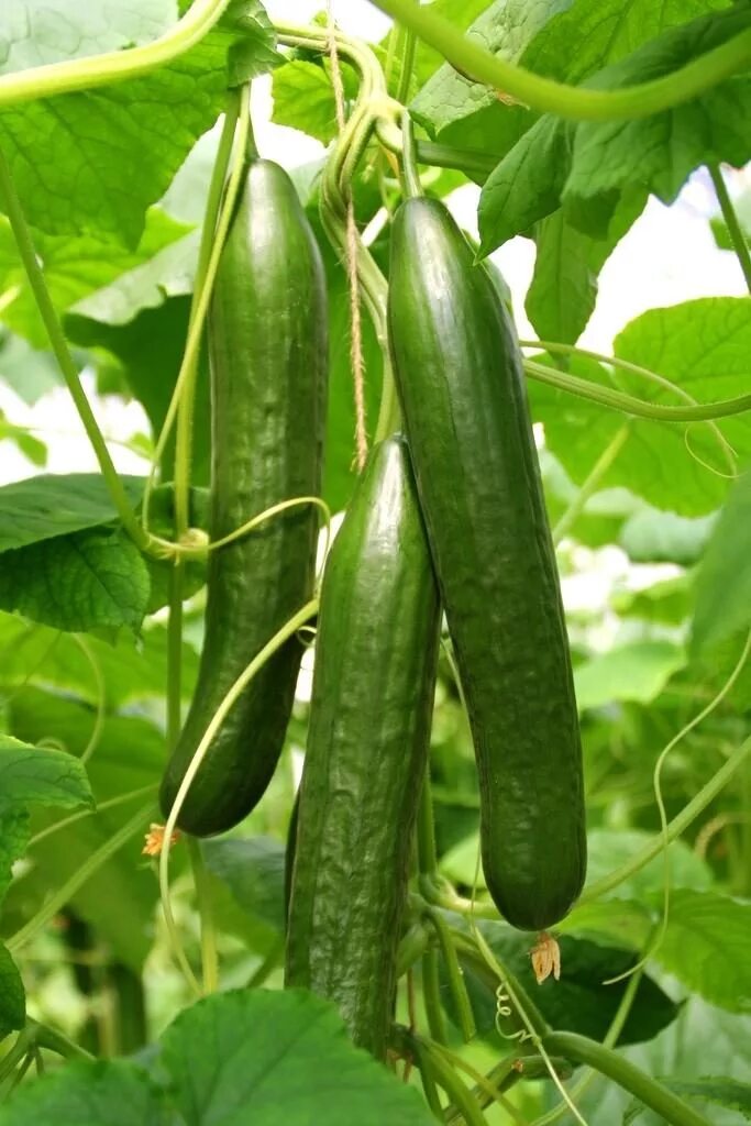 момордика зеленая. азиат огурец. азиат огурец. бедный огурец. азиатский овощ похожий на огурец горький.