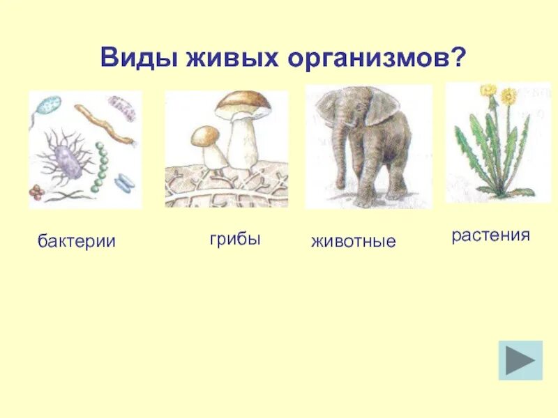 Тест 5 класс организмы тела живой природы. Виды организмов. Все виды живых организмов. Биология виды живых организмов. Виды живых организмов 5 класс.