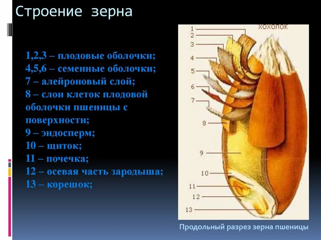 Строение семенной оболочки зерна пшеницы. Строение пшеничного зерна. Строение злакового зерна пшеницы. Структура зерновки пшеницы.