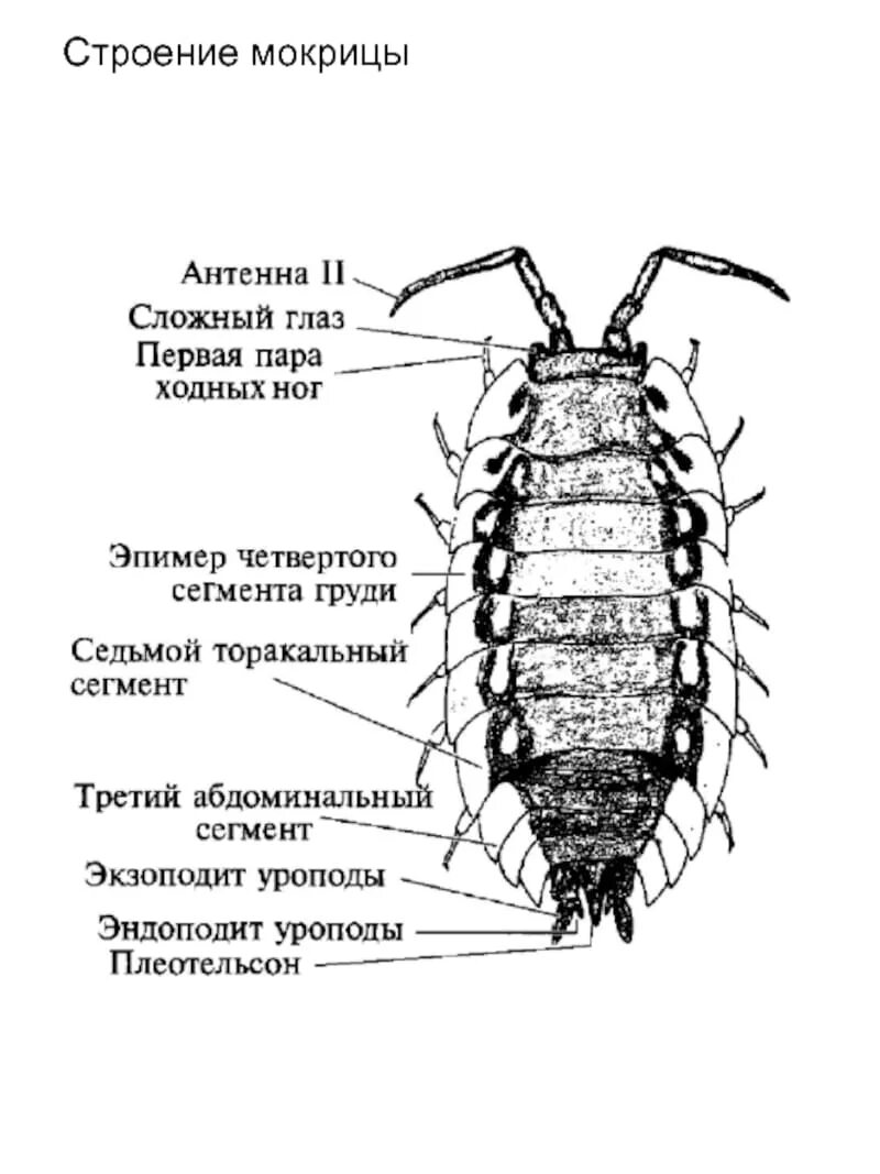 Строение мокрицы схема. Отряд равноногие (Isopoda) строение. Внешнее строение мокрицы. Дыхательная система мокрицы.