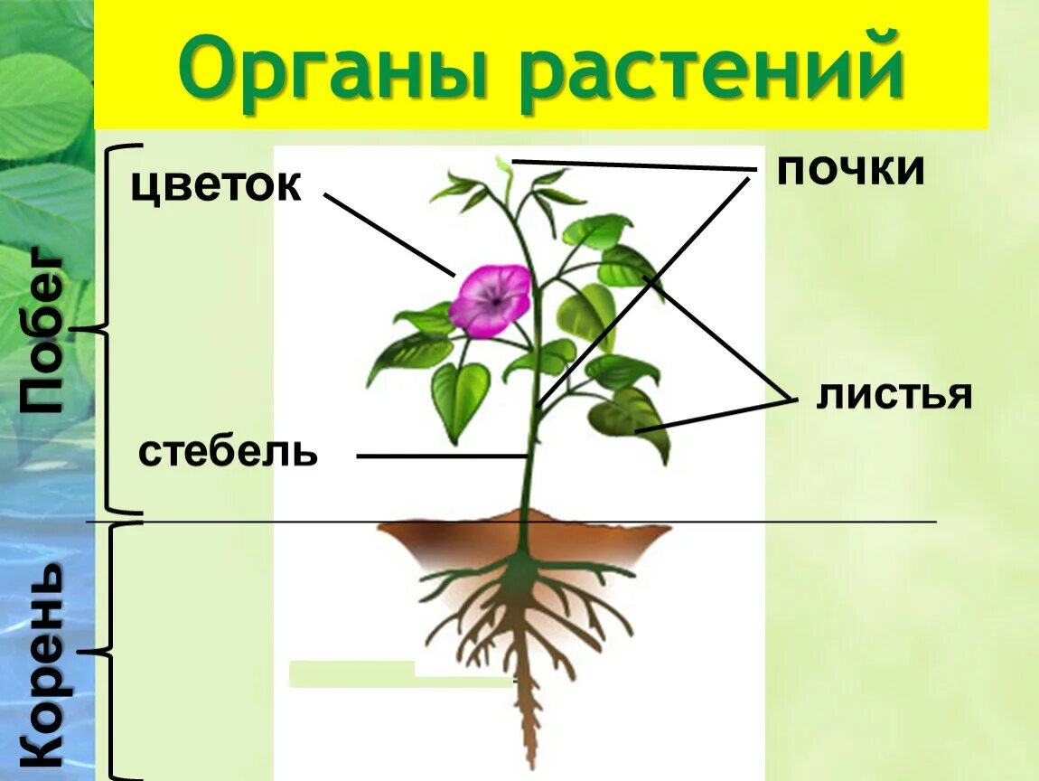 Строение растения. Строение организма растения. Корень побег лист стебель. Внутренняя часть растения.