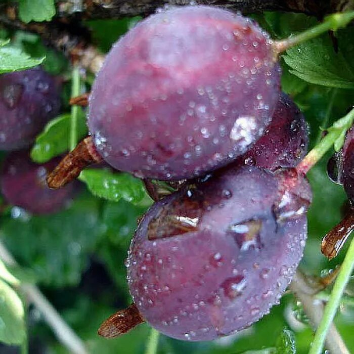 Крыжовник садко. Крыжовник садко красный. Крыжовник садко описание. Крыжовник сенатор. Крыжовник сорт неслуховский.