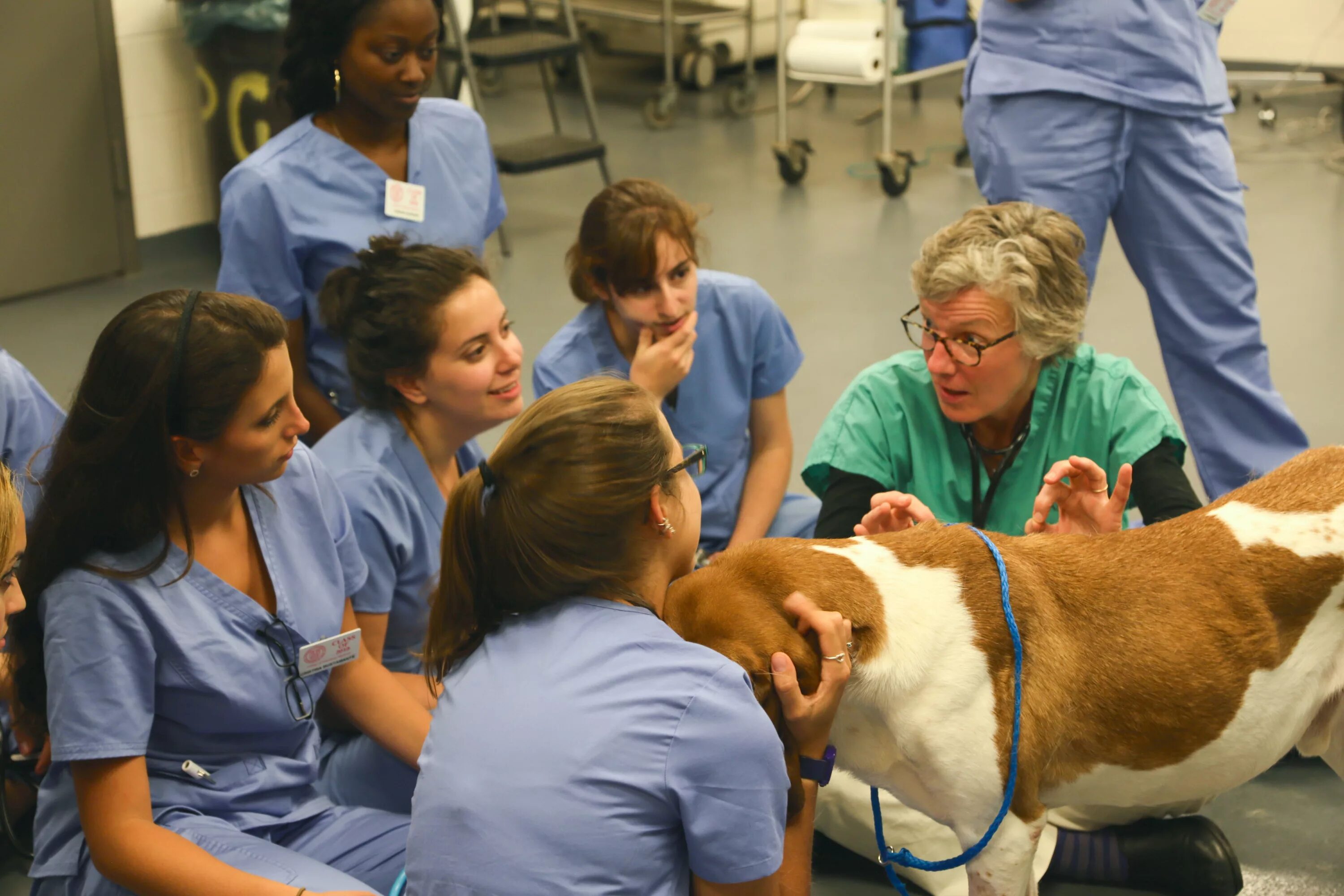 5 ветеринария. Ветклиника домодедово государственная. Лапароскопическая стерилизация собаки. 5 ветеринария. 5 ветеринария.