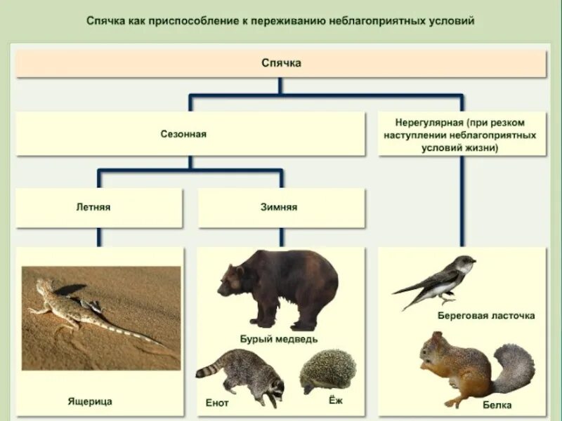 Установите соответствие между способами приспособления живых организмов. Приспособление организмов адаптация. Приспособления животных. Приспособление к условиям. Переживание неблагоприятных условий у животных.