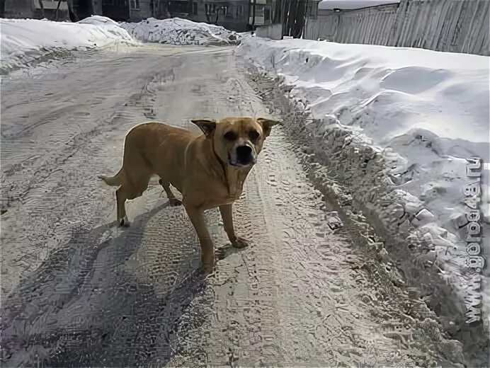 Липецк собака фото