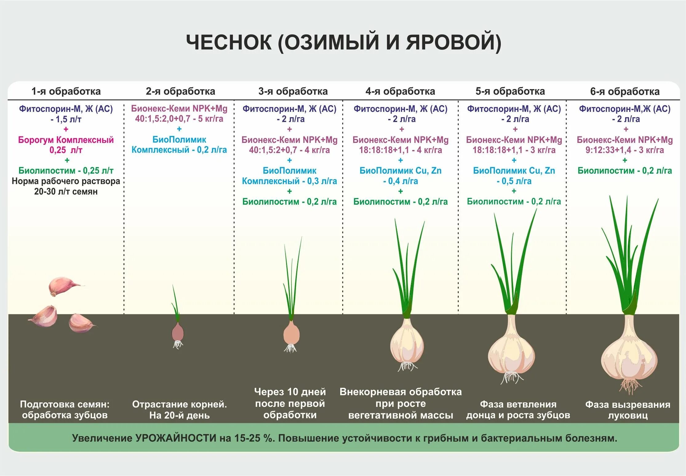 Схема посадки озимого чеснока. Лук репчатый таблица