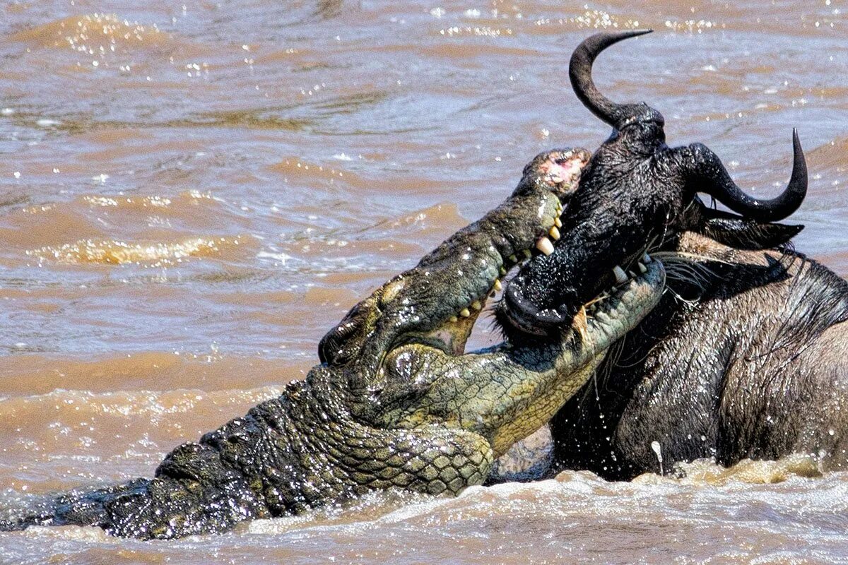 Пасла животных. Нильский крокодил National Geographic. Нильский крокодил против бегемота. Нильский крокодил против Льва.
