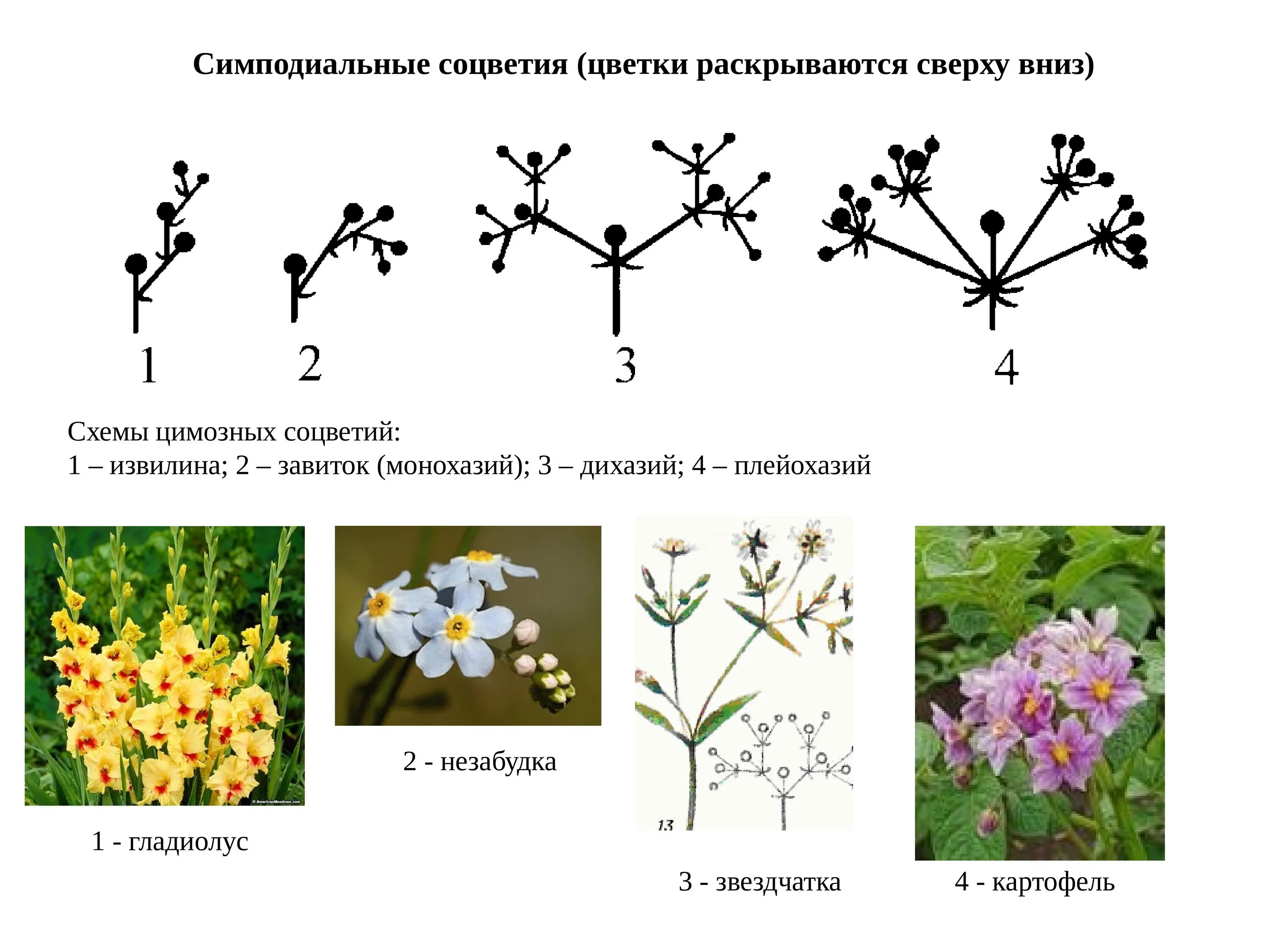 Какое из перечисленных соцветий относится к сложным. Монохазий соцветие. Монохазий соцветие извилина. Соцветия монохазий дихазий. Плейохазий соцветие.