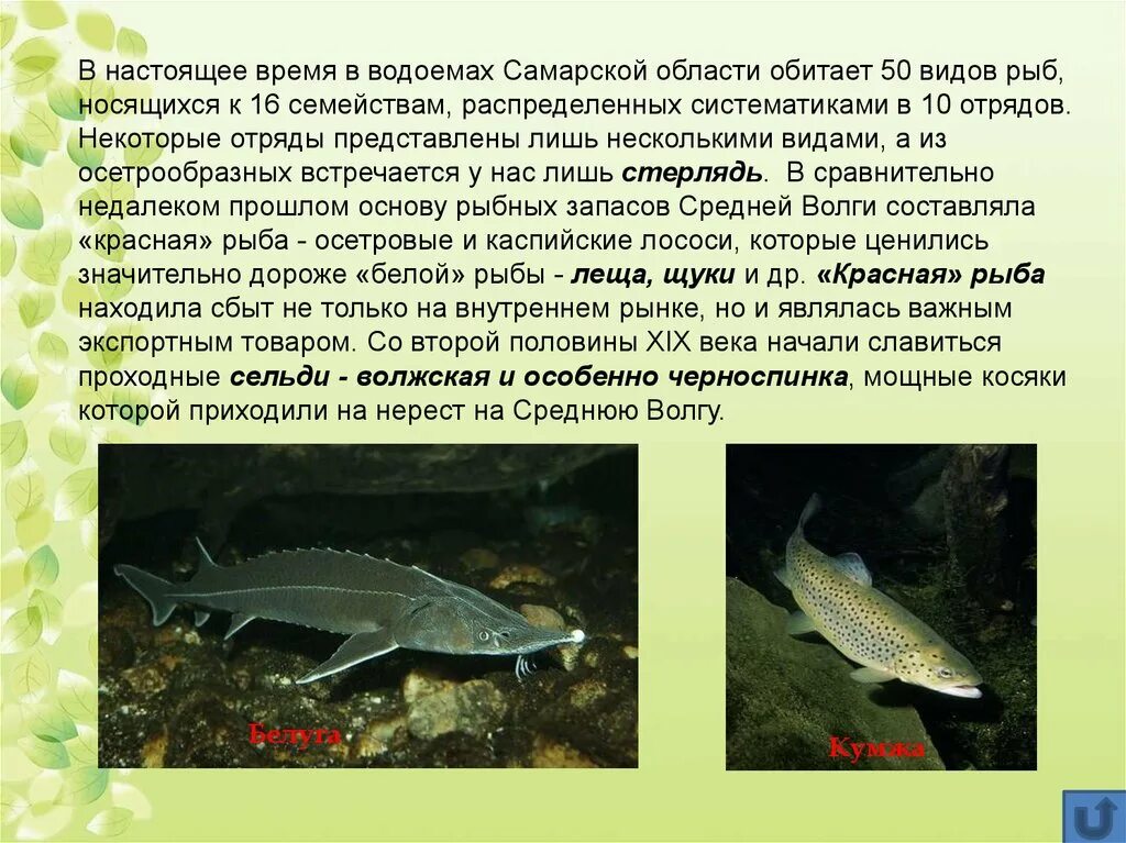 Рыбы Самарской области. Обитатели Волги. Какие рыбы водятся в Самаре. Рыбы которые водятся в Волге.