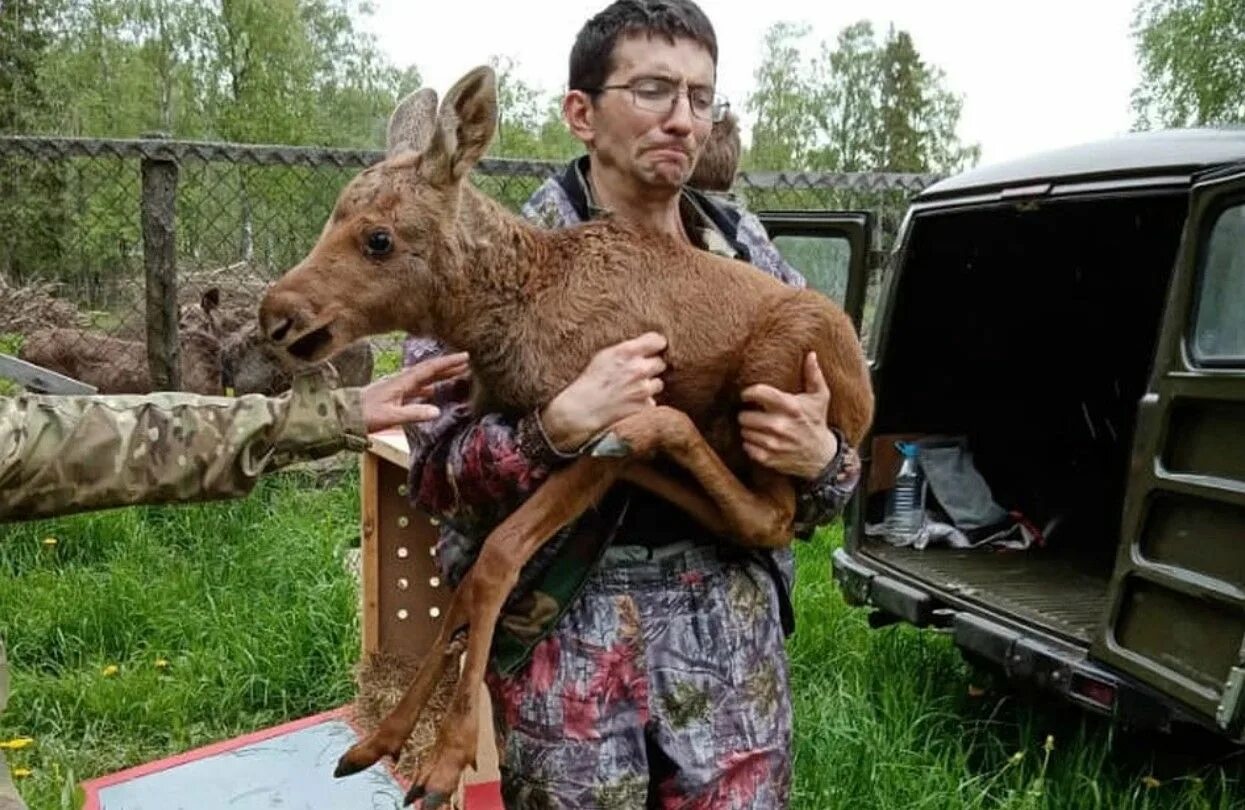 Лось победитель выжить. Лосенок и человек. Маленький лосенок.