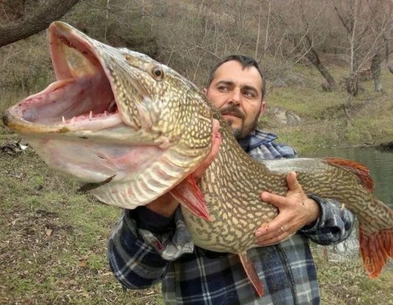 К чему снится ловить рыбу мужчине. К чему снится ловить и поймать рыбу. К чему снится ловить и поймать рыбу. К чему снится ловить и поймать рыбу. Ловить рыбу.