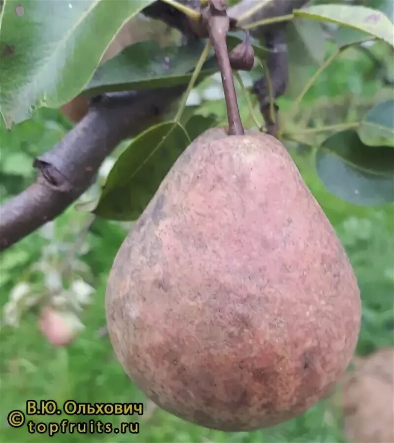 Conference Pear Tree 4ft 6L Pot, Self-Fertile & Heavy Cropper, Ready to Fruit eB