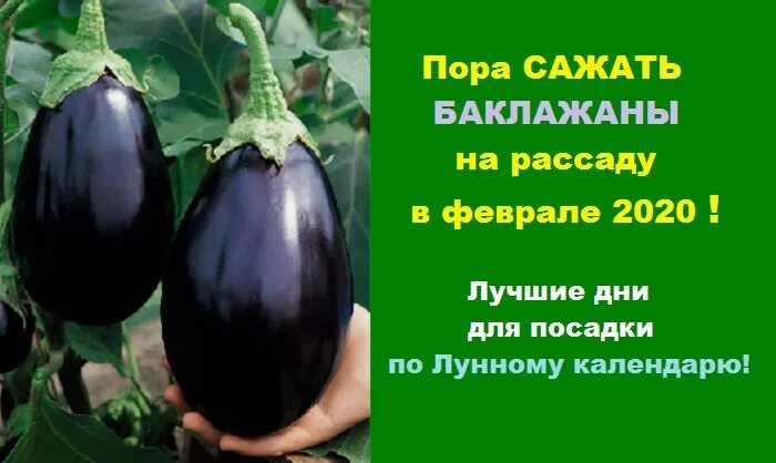 Посадка баклажан на рассаду. Как сажать баклажаны на рассаду. Сеем баклажаны на рассаду. Саженцы баклажанов. Когда в марте 2024 года сеять баклажаны