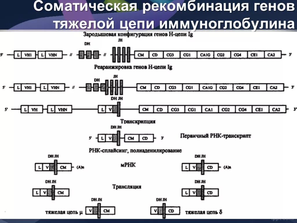 Гены иммуноглобулинов. Гены тяжелых цепей иммуноглобулинов. Схема образования МРНК тяжелой цепи иммуноглобулина. Соматическая рекомбинация. Соматическая рекомбинация это иммунология.