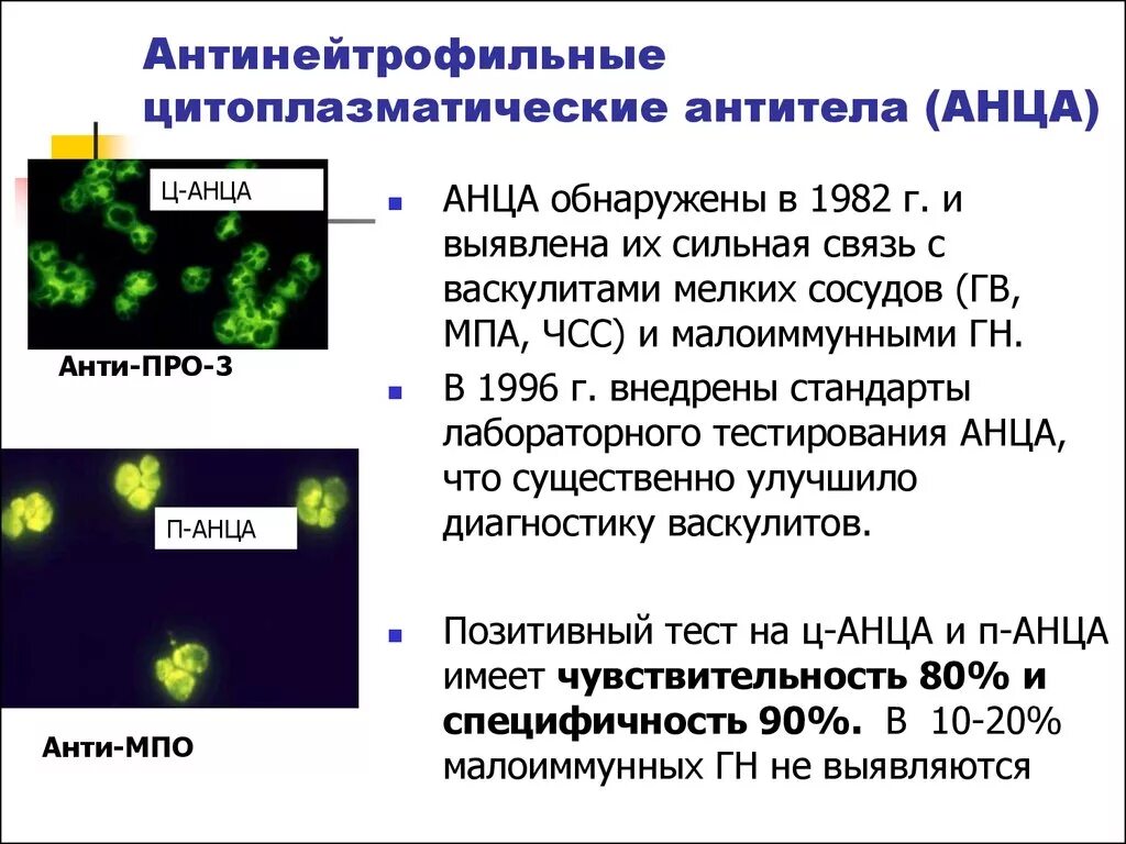 Антинейтрофильные антитела anca. Ат к нейтрофилам. Палочкоядерный нейтрофил. Ат к нейтрофилам. Антитела к цитоплазме нейтрофилов анца класса igg.