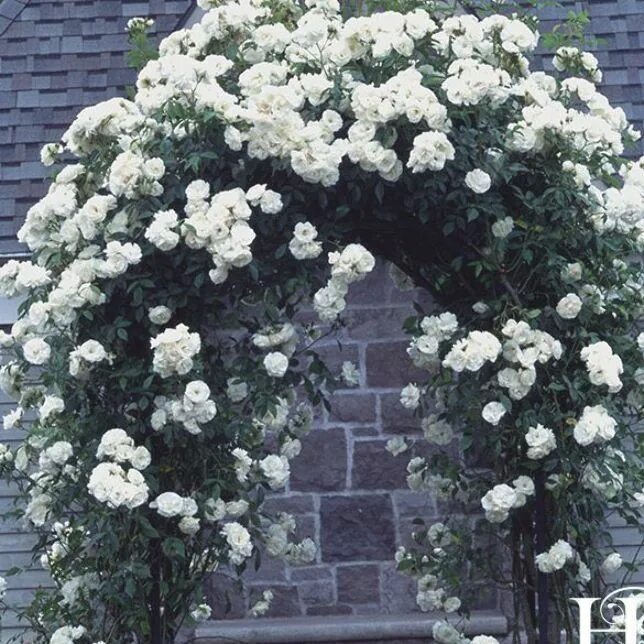 Bully pizza envy white climbing rose coat Prescription Shine