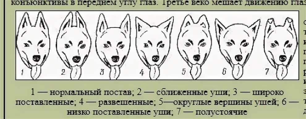 Почему у собак стоят уши