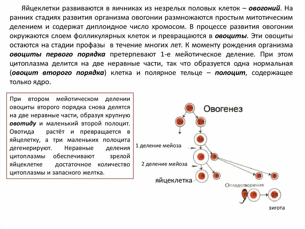 Развитие половых клеток в яичнике