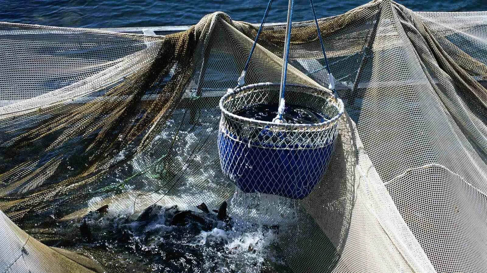 Fishing net перевод. Промысел тунца кошельковым неводом. Сетка рыболовная. Рыбацкая сеть. Невод рыболовный.