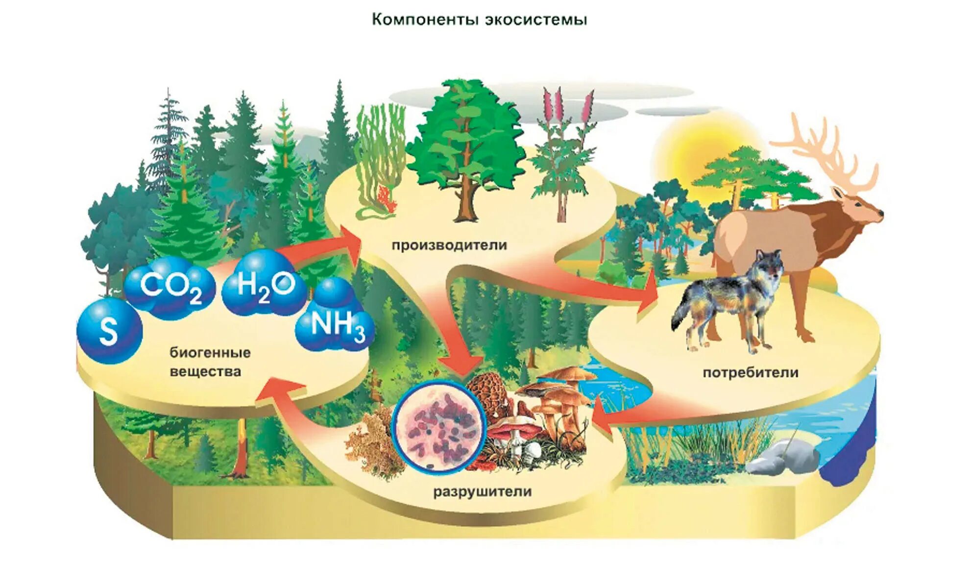 Растения производители органического вещества. Экосистема. Компоненты экосистемы. Экосистема это в экологии. Производители, потребителиhfpheibntkb.