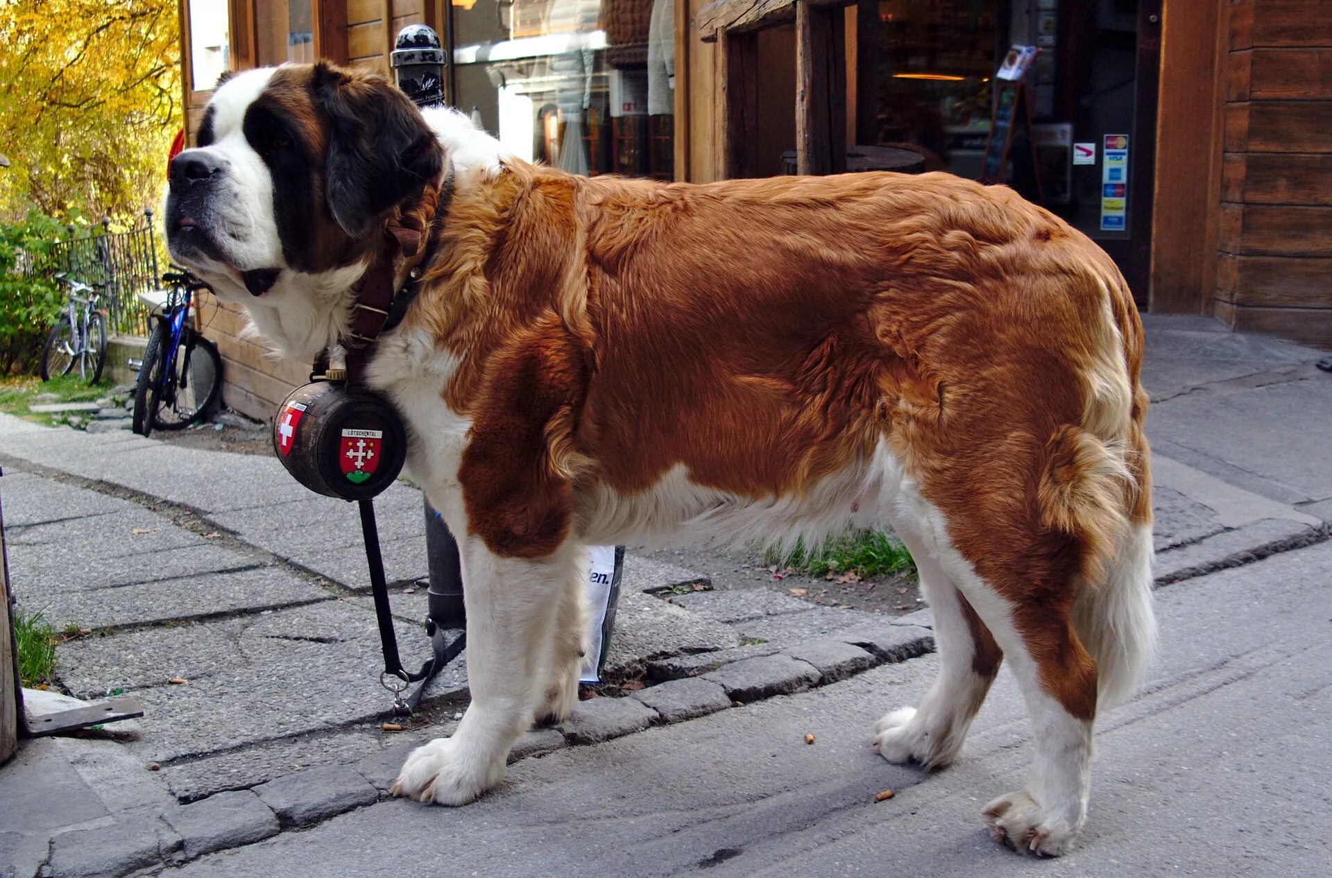 Название крупных собак. Сенбернар. Сенбернар порода собак. Тибетский Сенбернар. Шотландский Сенбернар.