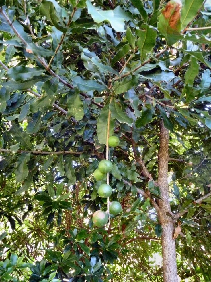 Где растет этот орех. Макадамия integrifolia. макадамский орех дерево. макадамия орех дерево. макадамия tetraphylla.