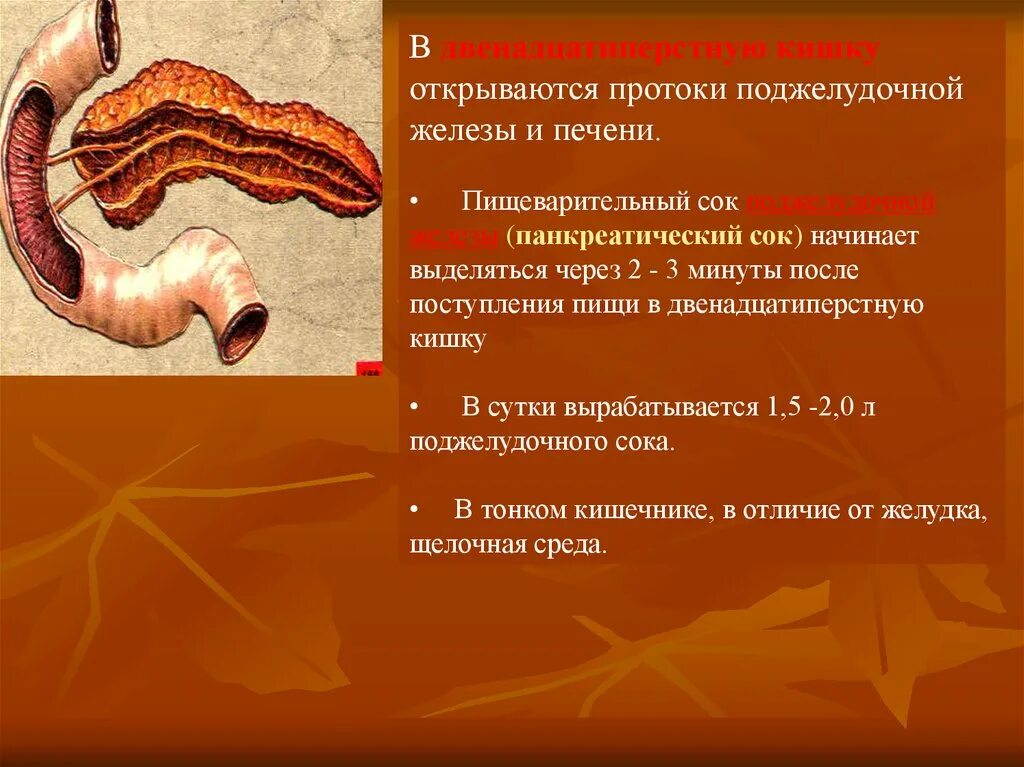 Печень пищеварительный сок. Выводной проток поджелудочной железы. 12 Перстная кишка печень поджелудочная железа. Проток поджелудочной железы открывается в 12-перстную. Дуоденальные железы двенадцатиперстной кишки.