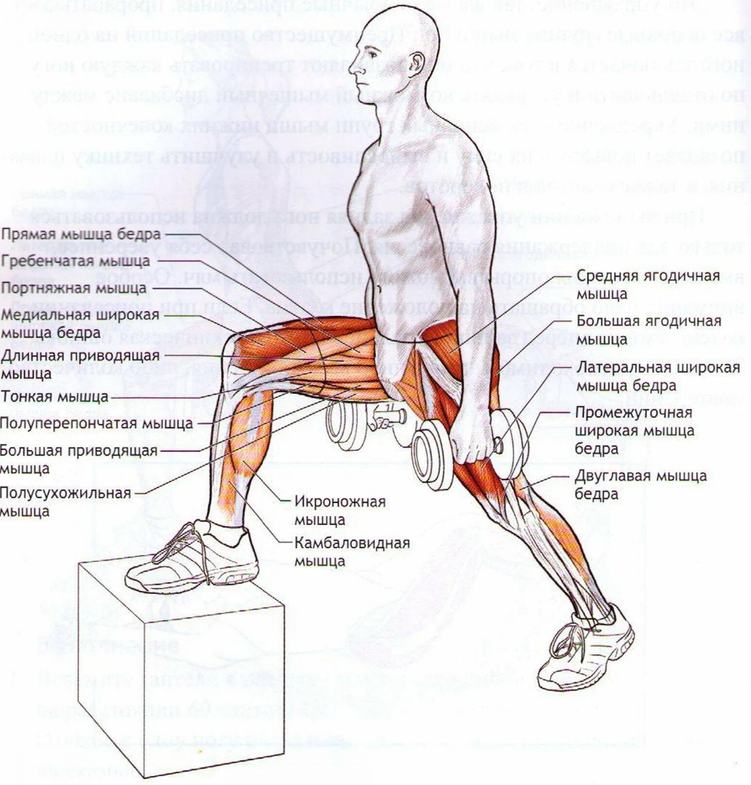 Выпады схема тренировок. Как прокачать мышцы ног.
