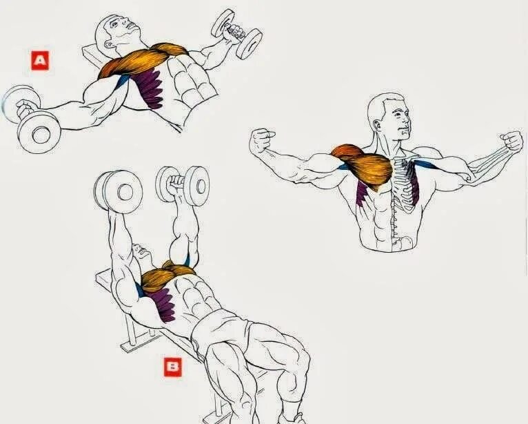 Как качать грудные мышцы гантелями. Упражнение для прокачки грудных мышц гантелями. Как накачать грудные мышцы в домашних условиях гантелями. Упражнения на грудную мышцу разводка гантелей.