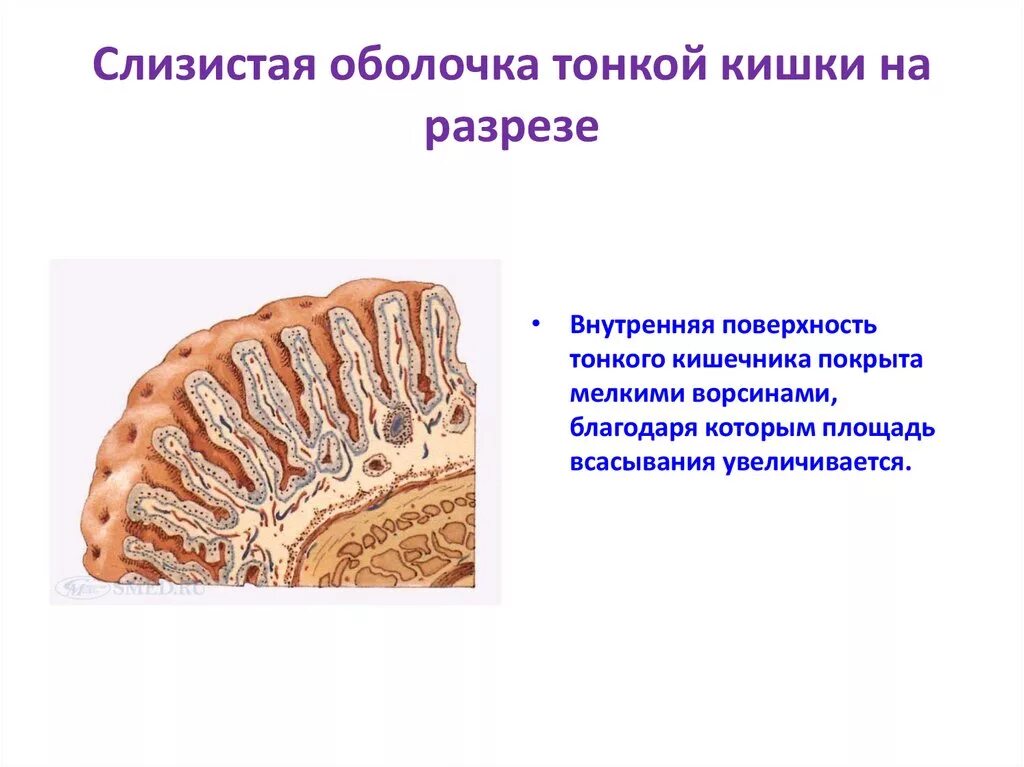 Оболочки тонкого кишечника. Слизистая оболочка человека. Слизистая оболочка тонкой кишки. Слизистая тонкого кишечника.