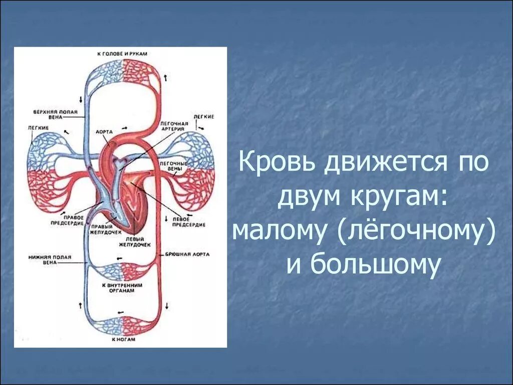 Какая кровь течет в малом кругу. Артерии большого и малого круга кровообращения схема. Схема малого круга кровообращения. Малый круг и большой круг кровообращения. Схема малого круга кровообращения схема.