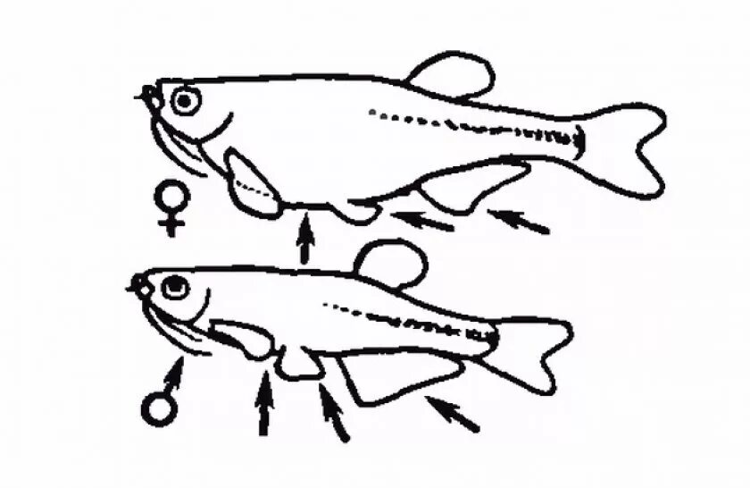 Данио самцы и самки различие. Данио различие самки от самца. Данио отличие самца от самки. Данио рыбки самец и самка.