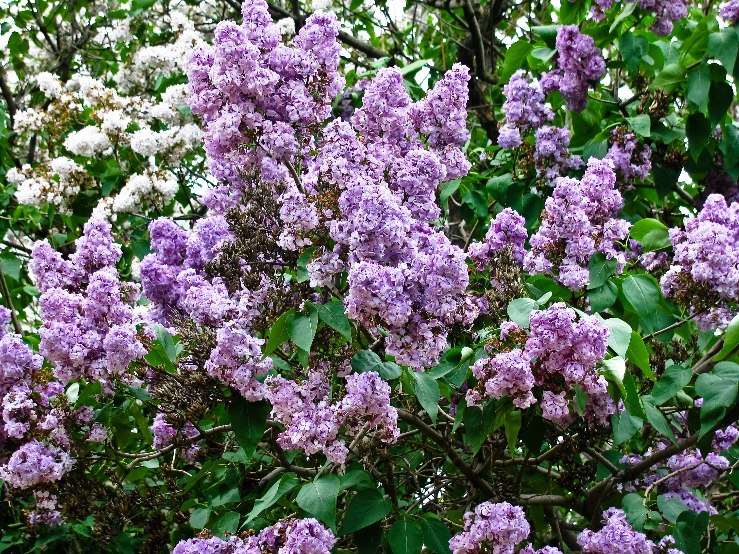 Цветущий куст сирени. Сирень Syringa vulgaris. Сирень обыкновенная куст. Сирень обыкновенная габитус. Сирень обыкновенная дерево.