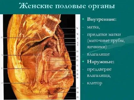 Показывает строение вагины
