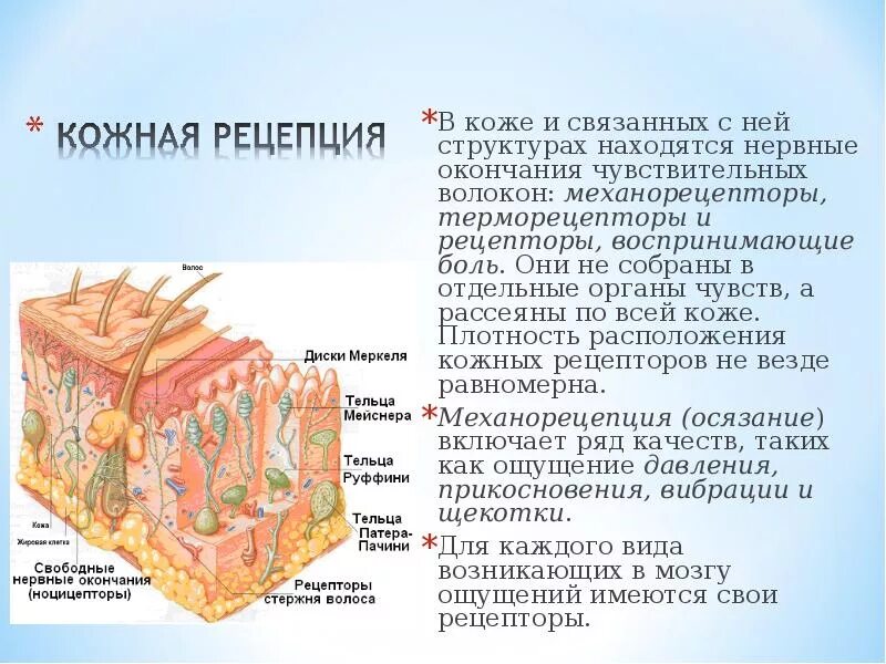 Ноцицепторы свободные нервные окончания. Болевые рецепторы кожи. В каком слое кожи находятся нервные окончания рецепторы. Нервные окончания в коже расположены.