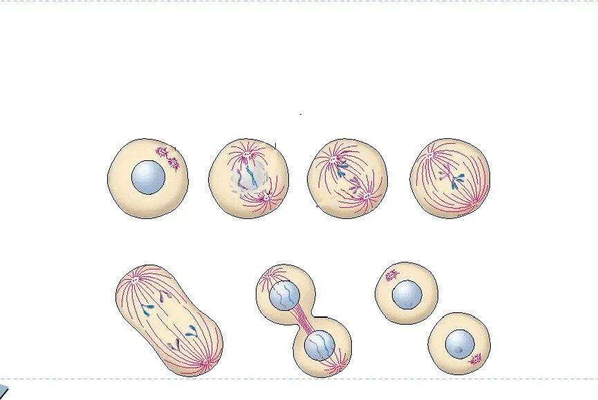 Деление клетки митотический цикл. Подготовка клетки к делению рисунок. Митотическое деление клетки подготовка к ОГЭ. Митотические фигуры. Патологические формы митотического деления картинки.