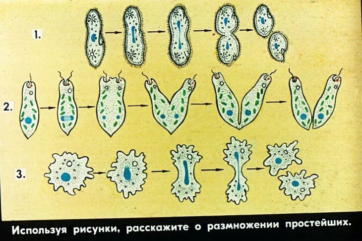 Размножение одноклеточных животных. Простейшие одноклеточные животные размножение. Бесполое размножение продольным делением. Размножение одноклеточных паразитов. Бесполое размножение происходит с помощью б