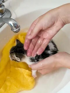 Со скольки месяцев можно мыть котят